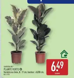 ALDI Plante verte offre