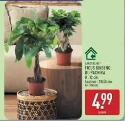ALDI Ficus Ginseng ou Pachira offre
