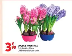 Auchan Supermarché Coupe 5 jacinthes offre