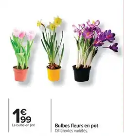 Carrefour Bulbes fleurs en pot offre