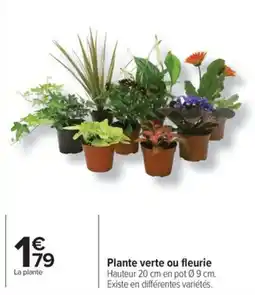 Carrefour Plante verte ou fleurie offre