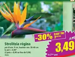 Norma Strelitzia regina offre