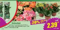 Norma Kalanchoé offre