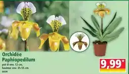Norma Orchidée paphiopedilum offre