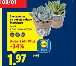 Lidl Succulentes en pot céramique Marrakesh offre