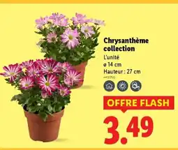 Lidl Chrysanthème collection offre