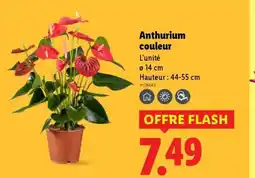 Lidl Anthurium couleur offre