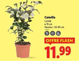 Lidl Camélia offre