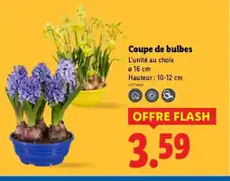 Lidl Coupe de bulbes offre