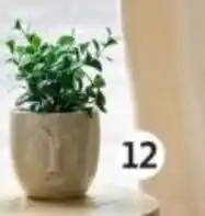 Auchan Plante artificielle actuel offre