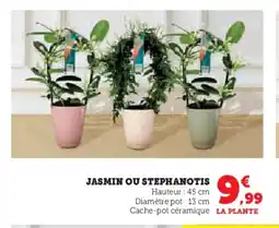 Hyper U Jasmin ou stephanotis offre