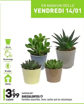 Succulentes