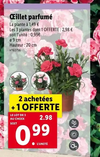 Lidl Oeillet perfume offre