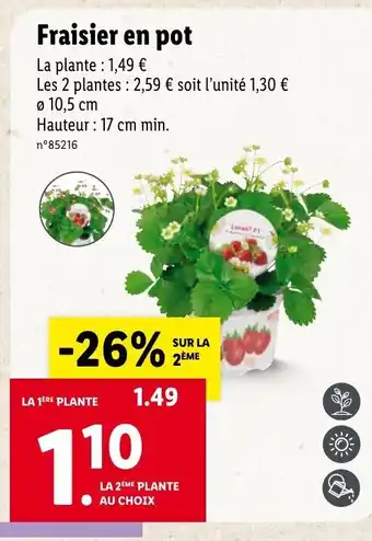 Fraisier en pot