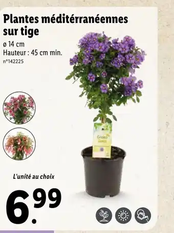 Lidl Plantes méditérranéennes sur tige offre