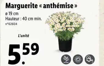 Lidl Marguerite anthémise offre