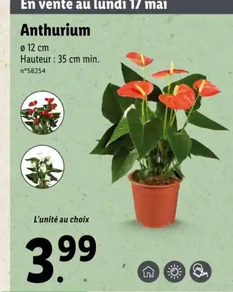 Lidl Anthurium offre