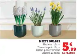 Super U Mixte bulbes offre