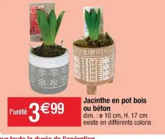 Cora x Carrefour Jacinthe En Pot Bois offre