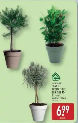 ALDI GARDENLINE PLANTE AROMATIQUE SUR TIGE offre
