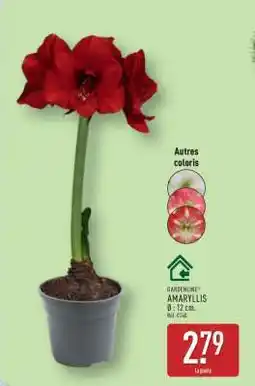 ALDI GARDENLINE AMARYLLIS offre