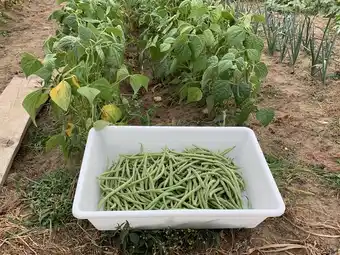 Bac plat multi-usage alimentaire 10 l