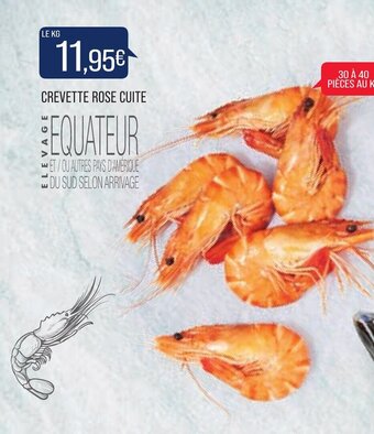 Match Crevette Rose Cuite offre