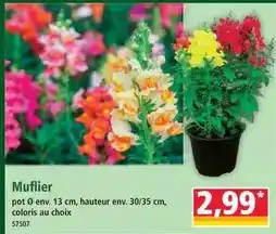 Netto Netto - fromage chaud de franche-comté offre