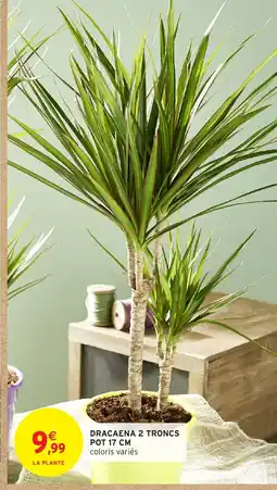 Intermarché Dracaena 2 troncs pot offre