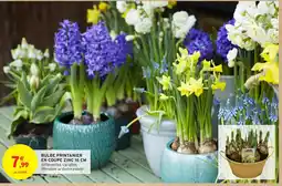 Intermarché Bulbe printanier en coupe zinc offre