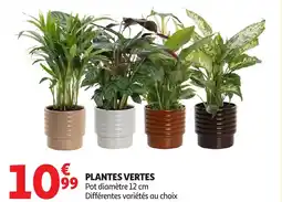 Auchan Plantes vertes offre