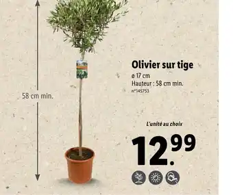 Lidl Olivier sur tige offre