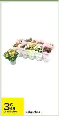 Carrefour Kalanchoé offre