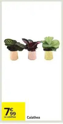Carrefour Calathea offre