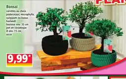Norma Bonsai offre