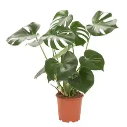Carrefour Monstera offre