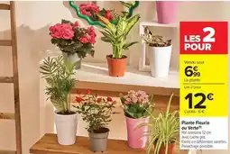 Carrefour Market Plante fleurie ou verte offre