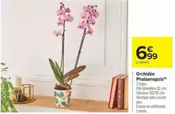 Carrefour Market Orchidée phalaenopsis offre