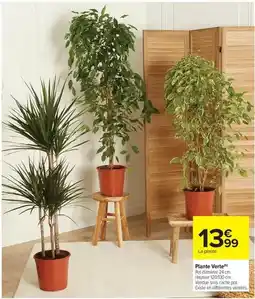 Carrefour Market Piante verte offre