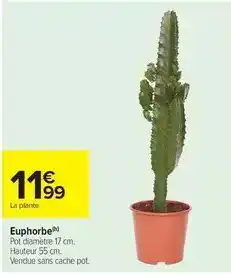 Carrefour Market Euphorbe offre