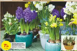 Intermarché Hyper Bulbe printanier en coupe zinc 16 cm offre