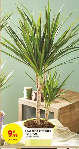 Intermarché Hyper Dracaena 2 troncs offre