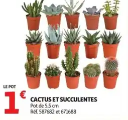 Auchan Cactus et succulentes offre
