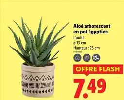 Lidl Aloé arborescent en pot égyptien offre