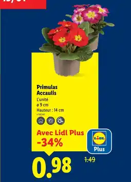 Lidl Primulas accaulis offre