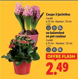 Lidl Coupe 3 jacinthes offre