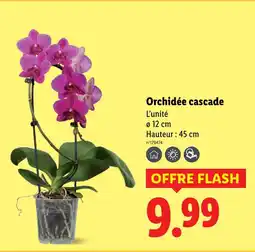 Lidl Orchidée cascade offre