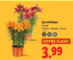 Lidl Lys asiatique offre