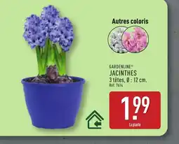 ALDI GARDENLINE Jacinthes offre