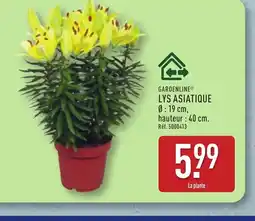 ALDI GARDENLINE lys asiatique offre